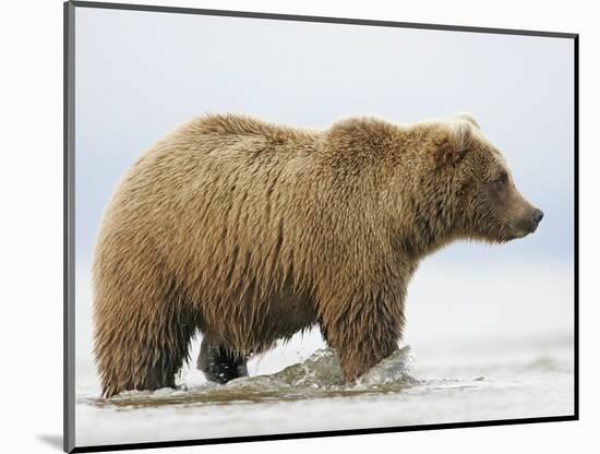 Shaggy Brown Bear in Stream-Arthur Morris-Mounted Photographic Print