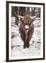 Shaggy Cow-Krista Mosakowski-Framed Giclee Print