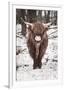 Shaggy Cow-Krista Mosakowski-Framed Giclee Print