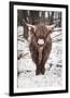 Shaggy Cow-Krista Mosakowski-Framed Giclee Print