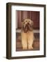 Shaggy Dog Fetching House Slippers-DLILLC-Framed Photographic Print