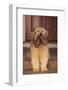 Shaggy Dog Fetching House Slippers-DLILLC-Framed Photographic Print