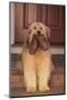 Shaggy Dog Fetching House Slippers-DLILLC-Mounted Photographic Print