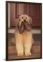 Shaggy Dog Fetching House Slippers-DLILLC-Framed Photographic Print