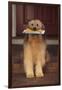 Shaggy Dog Fetching the Mail-DLILLC-Framed Photographic Print