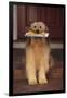 Shaggy Dog Fetching the Mail-DLILLC-Framed Photographic Print