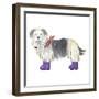 Shaggy Dog II-Kate Mawdsley-Framed Giclee Print