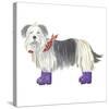 Shaggy Dog II-Kate Mawdsley-Stretched Canvas