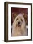 Shaggy Dog-DLILLC-Framed Photographic Print