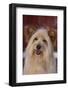 Shaggy Dog-DLILLC-Framed Photographic Print