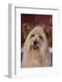 Shaggy Dog-DLILLC-Framed Photographic Print