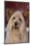 Shaggy Dog-DLILLC-Mounted Photographic Print