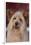 Shaggy Dog-DLILLC-Framed Photographic Print