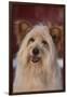 Shaggy Dog-DLILLC-Framed Photographic Print