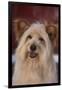 Shaggy Dog-DLILLC-Framed Photographic Print