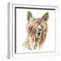 Shaggy Llama-Lanie Loreth-Framed Art Print