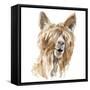 Shaggy Llama-Lanie Loreth-Framed Stretched Canvas