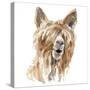 Shaggy Llama-Lanie Loreth-Stretched Canvas