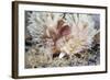 Shaggy Mouse Nudibranch-Alexander Semenov-Framed Premium Photographic Print