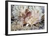 Shaggy Mouse Nudibranch-Alexander Semenov-Framed Premium Photographic Print