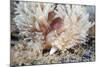 Shaggy Mouse Nudibranch-Alexander Semenov-Mounted Premium Photographic Print