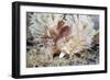 Shaggy Mouse Nudibranch-Alexander Semenov-Framed Photographic Print