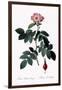 Shaggy Rose-Pierre Joseph Redoute-Framed Giclee Print