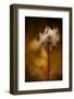 Shaggy-Ursula Abresch-Framed Photographic Print