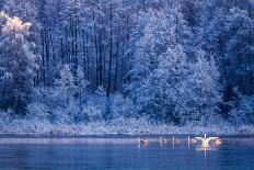 Swans at Sunrise on Winter Lake-Shaiith-Stretched Canvas