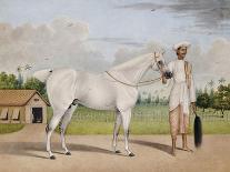 A Small White Stallion Standing with a Groom Holding a Chauri-Shaikh Muhammad Amir Of Karraya-Laminated Giclee Print