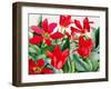 Shakespeare Tulips-Christopher Ryland-Framed Giclee Print