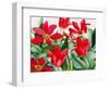 Shakespeare Tulips-Christopher Ryland-Framed Premium Giclee Print