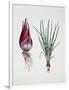 Shallot (Allium Ascalonicum), Liliaceae or Amaryllidaceae-null-Framed Giclee Print