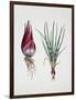 Shallot (Allium Ascalonicum), Liliaceae or Amaryllidaceae-null-Framed Giclee Print