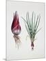 Shallot (Allium Ascalonicum), Liliaceae or Amaryllidaceae-null-Mounted Giclee Print