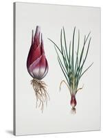 Shallot (Allium Ascalonicum), Liliaceae or Amaryllidaceae-null-Stretched Canvas