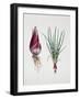 Shallot (Allium Ascalonicum), Liliaceae or Amaryllidaceae-null-Framed Giclee Print