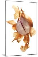 Shallot-null-Mounted Photographic Print