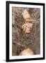 Shallots in Soil (Close-Up)-Eising Studio - Food Photo and Video-Framed Photographic Print