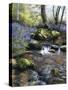 Shallow Brook-Bill Makinson-Stretched Canvas