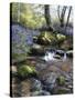 Shallow Brook-Bill Makinson-Stretched Canvas