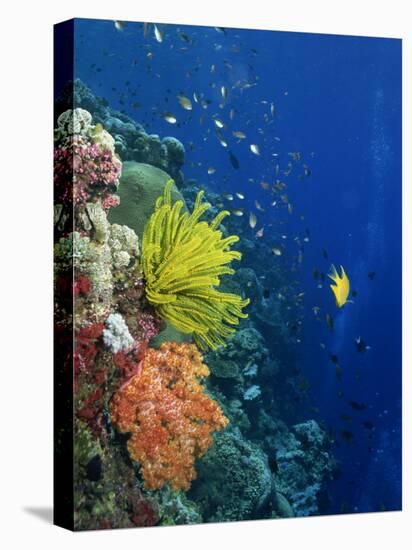 Shallow Top of Reef Serving as a Nursery for Young Fish, Sabah, Malaysia, Borneo, Southeast Asia-Murray Louise-Stretched Canvas