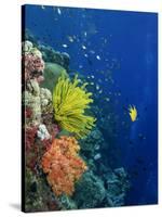 Shallow Top of Reef Serving as a Nursery for Young Fish, Sabah, Malaysia, Borneo, Southeast Asia-Murray Louise-Stretched Canvas