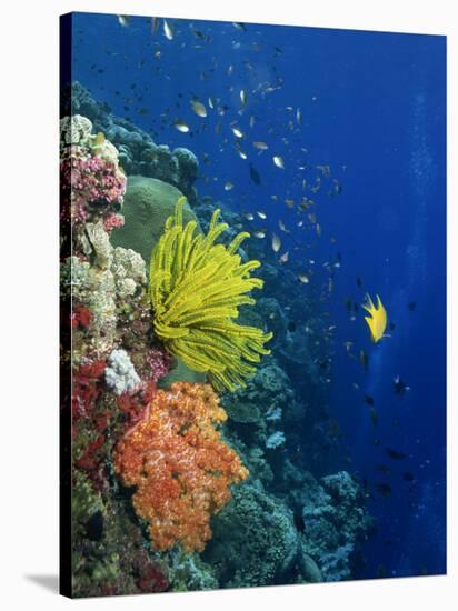 Shallow Top of Reef Serving as a Nursery for Young Fish, Sabah, Malaysia, Borneo, Southeast Asia-Murray Louise-Stretched Canvas