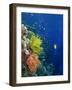 Shallow Top of Reef Serving as a Nursery for Young Fish, Sabah, Malaysia, Borneo, Southeast Asia-Murray Louise-Framed Photographic Print