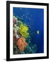 Shallow Top of Reef Serving as a Nursery for Young Fish, Sabah, Malaysia, Borneo, Southeast Asia-Murray Louise-Framed Photographic Print