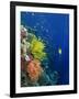 Shallow Top of Reef Serving as a Nursery for Young Fish, Sabah, Malaysia, Borneo, Southeast Asia-Murray Louise-Framed Photographic Print