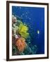 Shallow Top of Reef Serving as a Nursery for Young Fish, Sabah, Malaysia, Borneo, Southeast Asia-Murray Louise-Framed Photographic Print