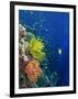 Shallow Top of Reef Serving as a Nursery for Young Fish, Sabah, Malaysia, Borneo, Southeast Asia-Murray Louise-Framed Photographic Print