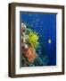 Shallow Top of Reef Serving as a Nursery for Young Fish, Sabah, Malaysia, Borneo, Southeast Asia-Murray Louise-Framed Photographic Print